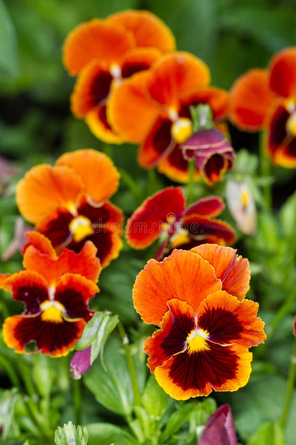 Yellow and white pansies stock photo. Image of tricolor 31229868