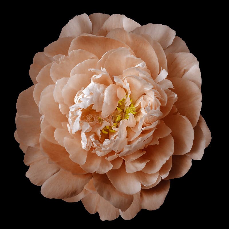 Orange peony flower with yellow stamens on an isolated black background with clipping path. Closeup no shadows. For design. Nature stock image Orange peony flower with yellow stamens on an isolated black background with clipping path. Closeup no shadows. For design. Nature stock image