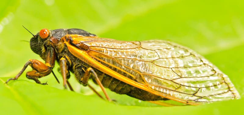 Orange periodic cicada stock photo. Image of periodical - 31590558