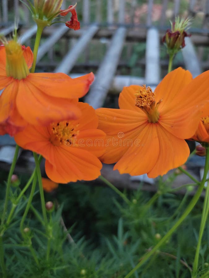 Orange Petal Flower with Beautiful and Fresh Color Stock Photo Image
