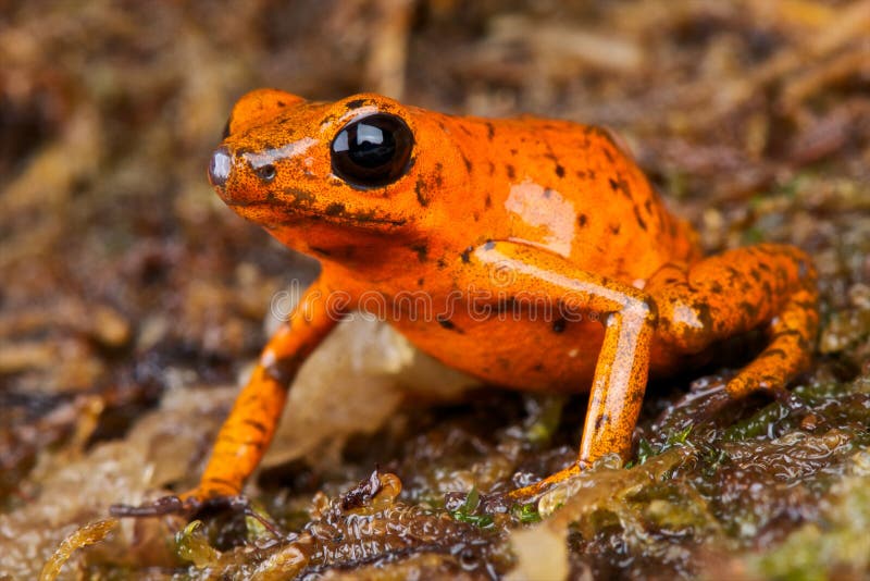 Orange Pfeilfrosch/Phyllobates-terribilis Stockbild - Bild von fauna