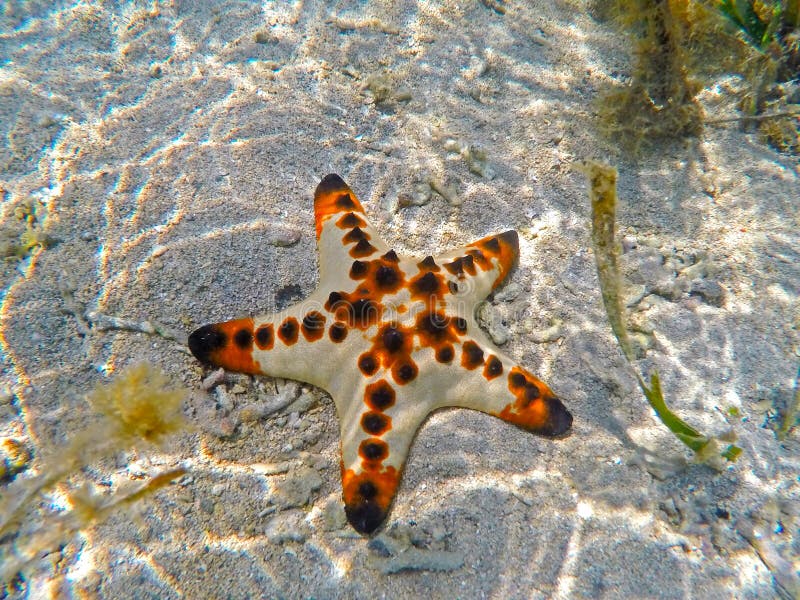 Orange pillow starfish on white sand of tropical sea in Sanur, Bali island, Indonesia.