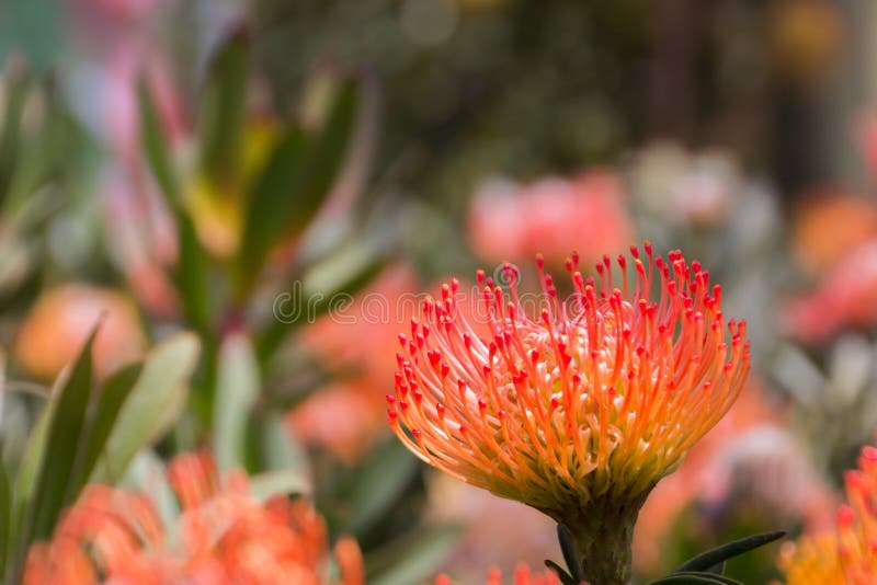 Orange Pincushion stock image. Image of bush, flora, beauty 75415969