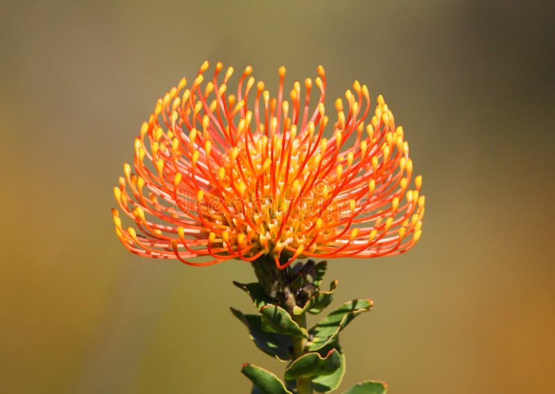 Orange Pincushion Fynbos Flower Stock Image Image of green, south