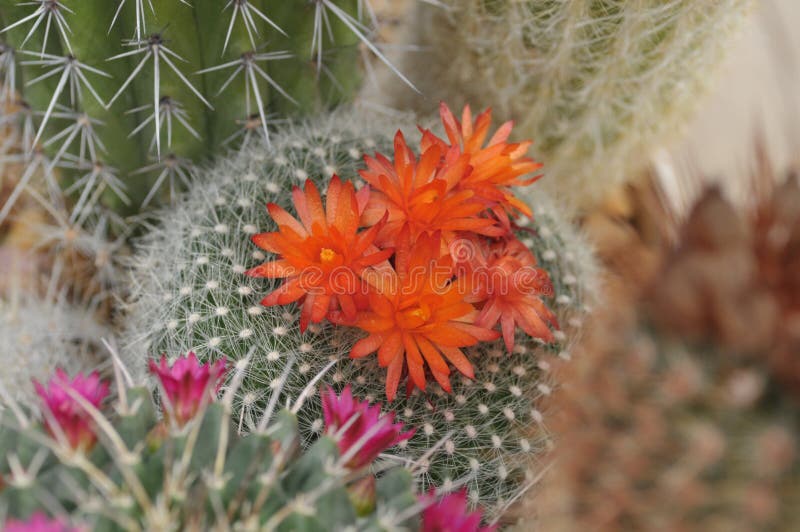Orange and Pink Cactus Flower and Flower Buds royalty free stock image Orange and Pink Cactus Flower and Flower Buds royalty free stock image