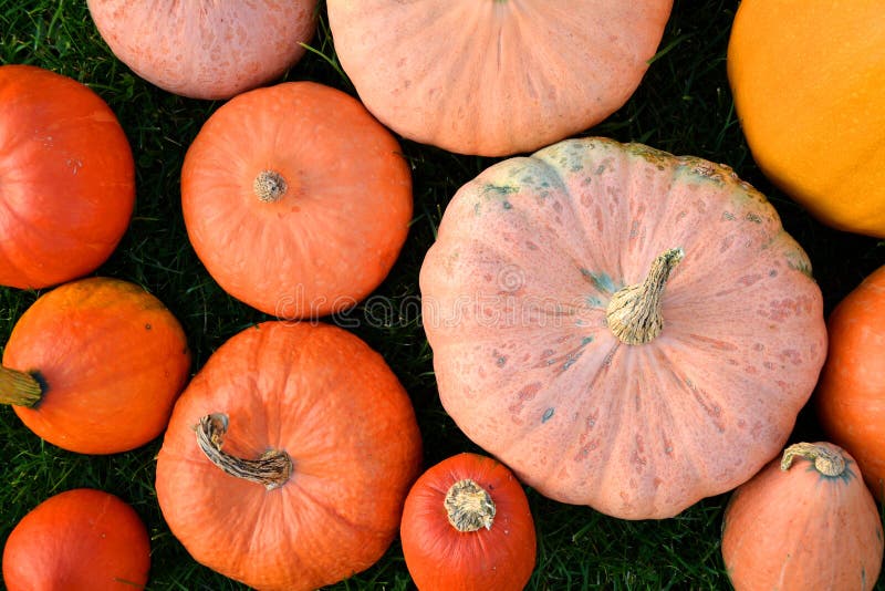 Orange and pink pumpkins stock image. Image of healthy 103338843