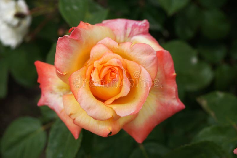 Orange pink rose stock image. Image of bloom, pink, shot - 92933115