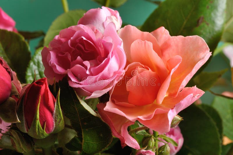 Orange and pink roses stock photo. Image of blue, summer 131572692