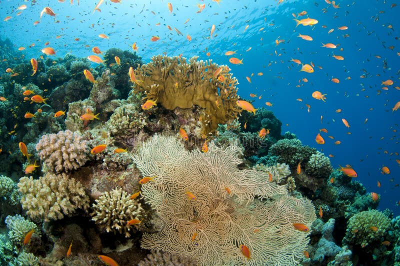 Orange Cup Coral, Balanophyllia Elegans Stock Photo - Image of camera ...