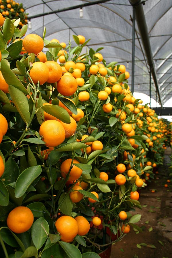 Orange plant stock image. Image of tangelo, many, calamondin 4019477