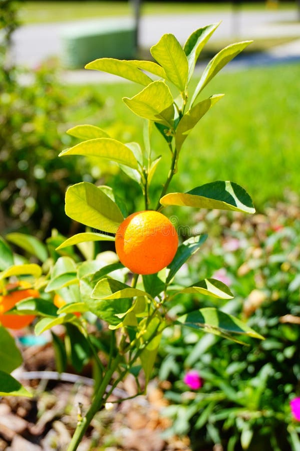 Orange plant stock photo. Image of colour, group, flavor 87308146