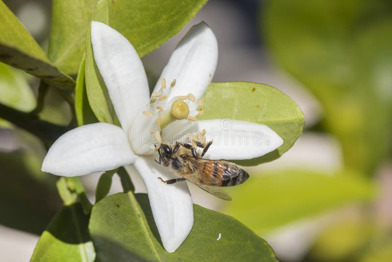 Orange Pollination royaltyfria foton Orange Pollination royaltyfria foton