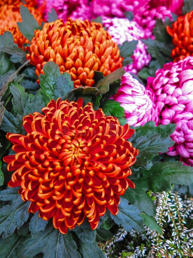 Orange Pompon Chrysanthemums Stock Image Image of petal