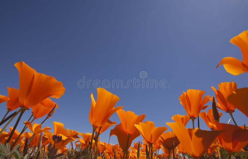 Orange poppies with blue sky