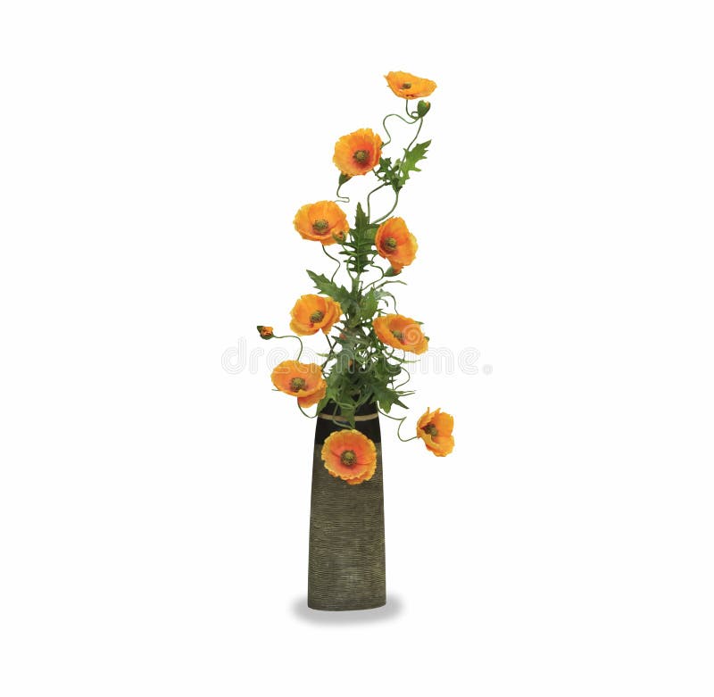 Orange Poppy Flower in a Pot Isolated Stock Photo Image of decoration