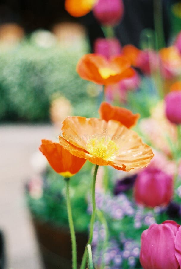 Orange poppy flowers stock image. Image of assortment, orange 128701