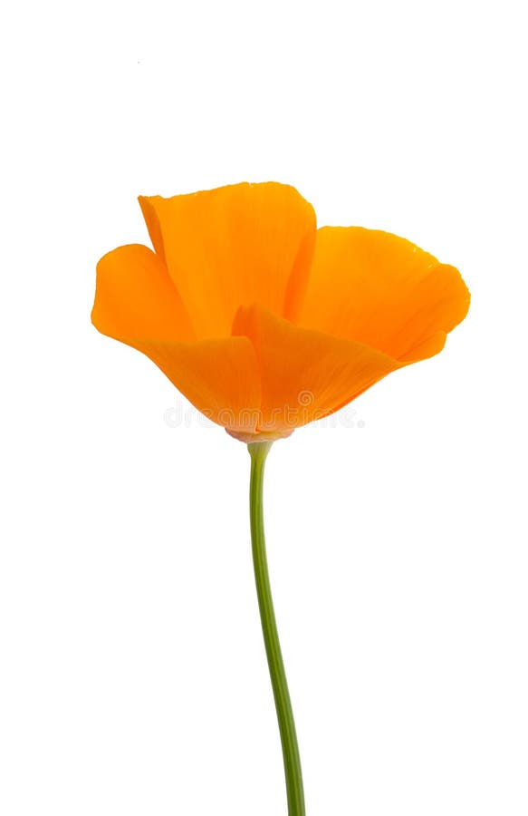 Orange poppy isolated stock photo. Image of background - 272636968