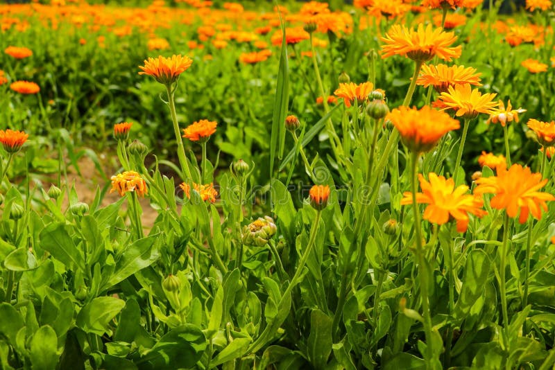 765 Pot Marigold Calendula Officinalis Field Stock Photos - Free ...