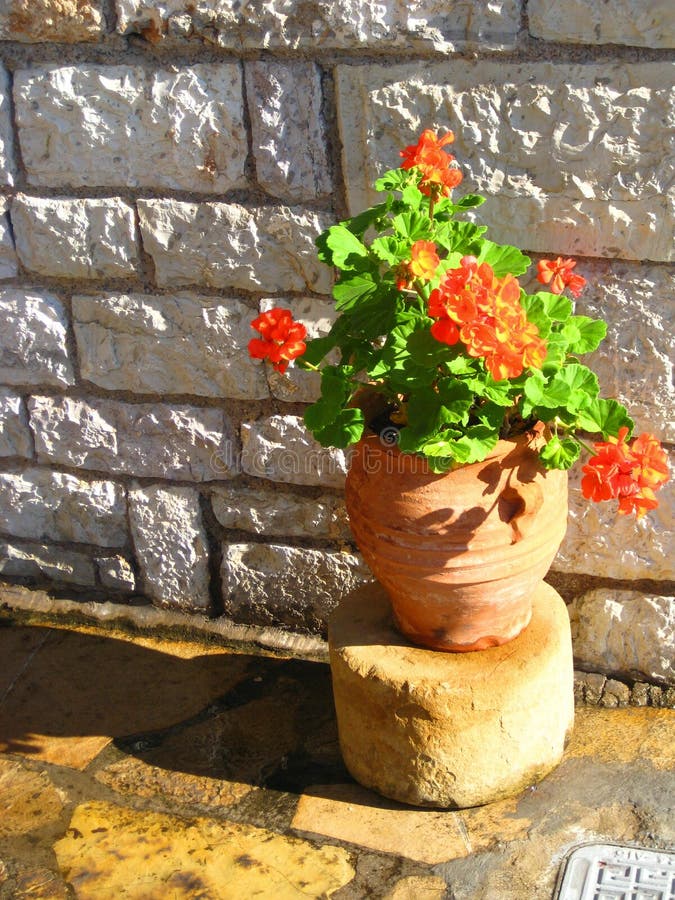 Orange Potted Flower stock image. Image of plant, house 7417275