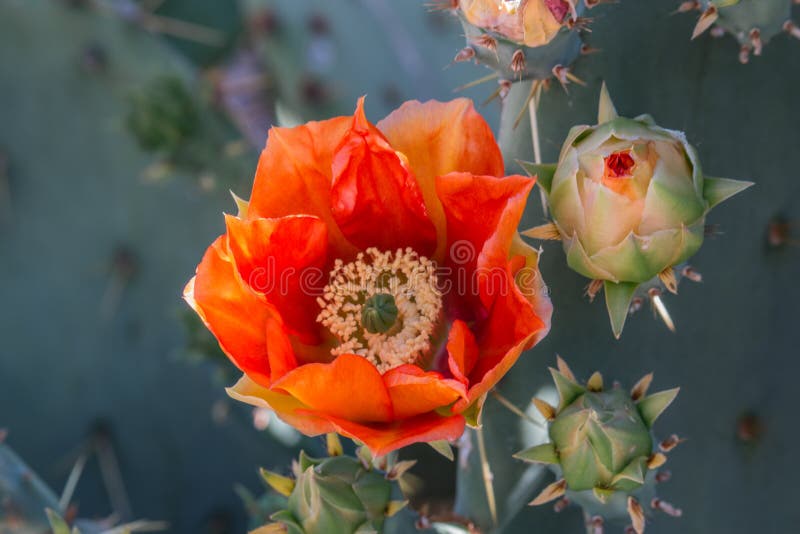 Orange Prickly Pear Cactus Flower