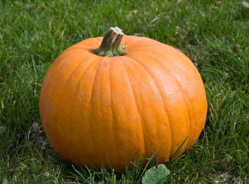 Orange pumpkin on the grass