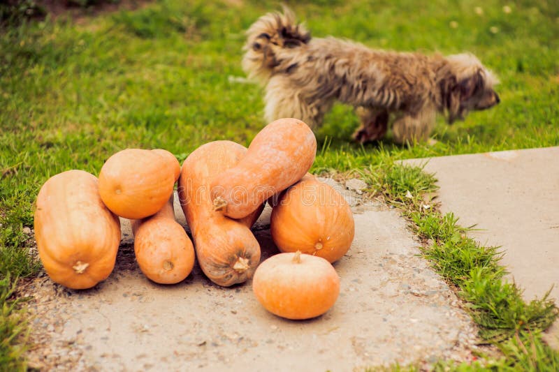 orange pumpkin on the green grass stock photography orange pumpkin on the green grass stock photography