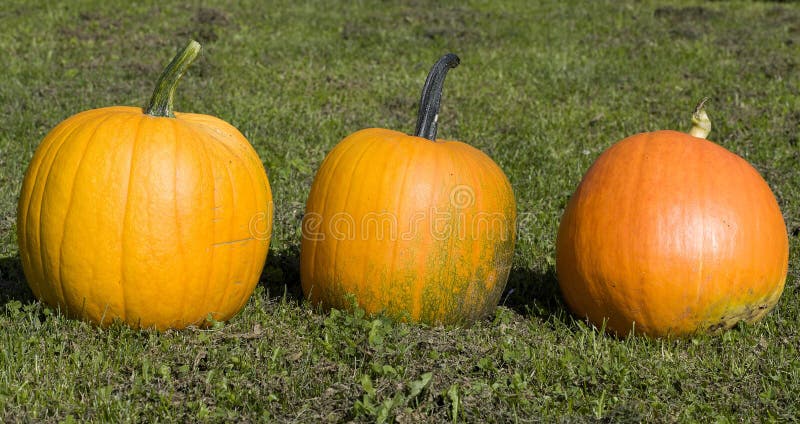Orange pumpkin on the green grass in the farm royalty free stock photos Orange pumpkin on the green grass in the farm royalty free stock photos