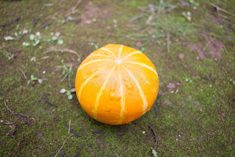 Orange pumpkin on ground stock photo. Image of delicious 51436380