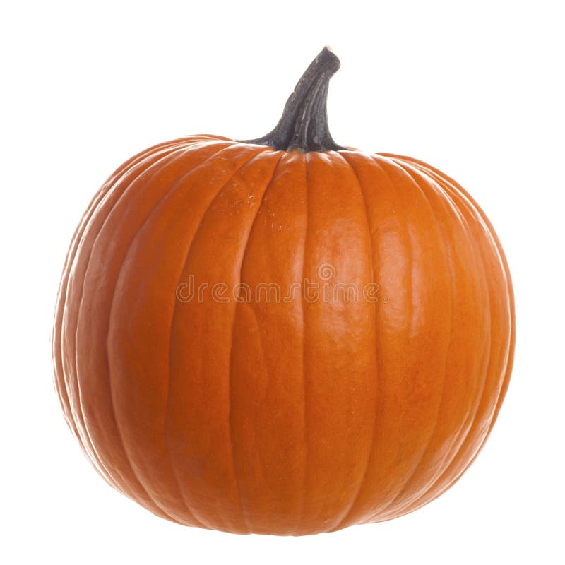Orange Pumpkin Isolated on White Background Stock Image Image of autumn, card 235891657