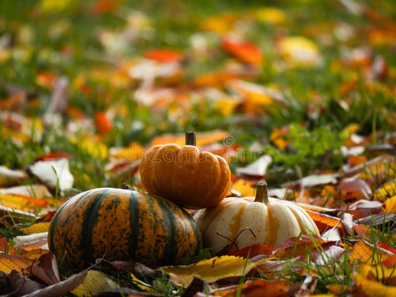 Orange Pumpkin squash in carpet of autumn leaves royalty free stock photo
