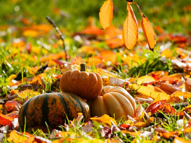 Orange Pumpkin squash in carpet of autumn leaves stock photography