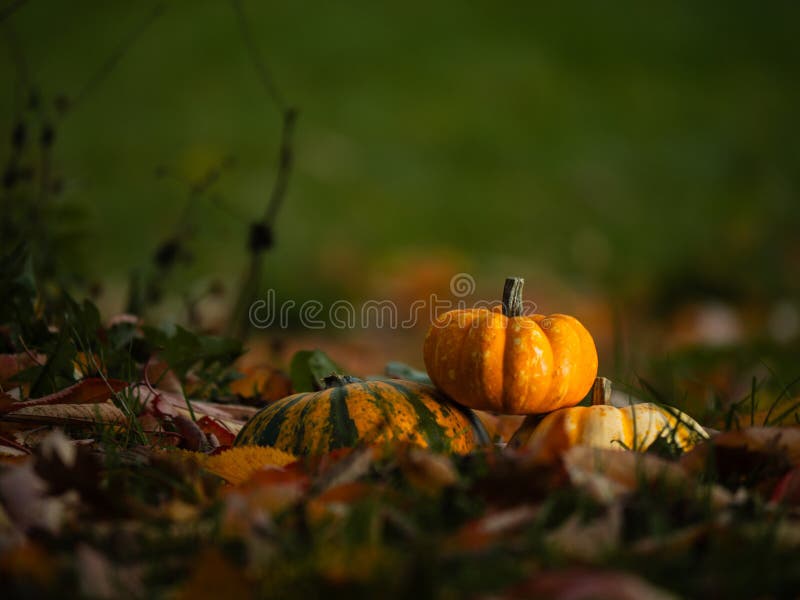 Orange Pumpkin squash in carpet of autumn leaves in warm sunshine royalty free stock photography