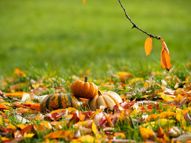 Orange Pumpkin squash in carpet of autumn leaves stock images