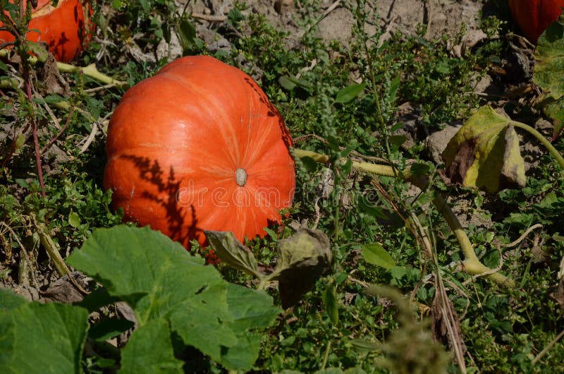 Pumpkin and squash field stock photo