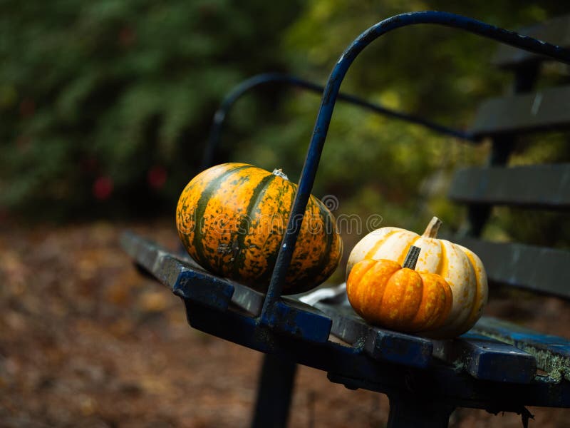 Orange Pumpkin squash on park bench royalty free stock photography