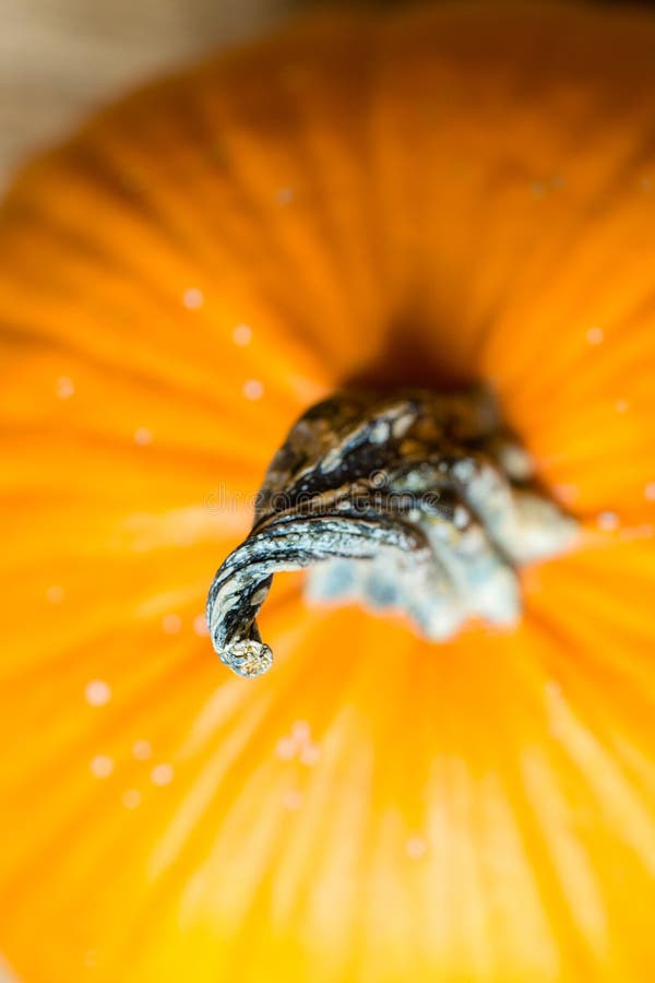 pumpkin stem color pumpkin stem color