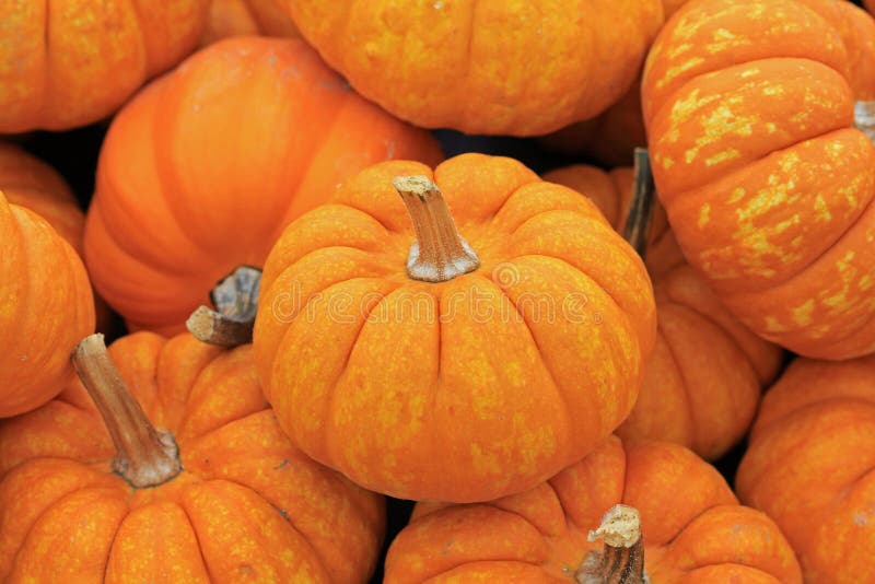 Orange pumpkins