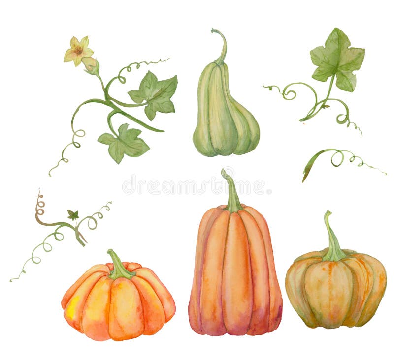 Orange pumpkins, set Halloween, watercolor illustration, fruits and leaves. vector illustration Orange pumpkins, set Halloween, watercolor illustration, fruits and leaves. vector illustration