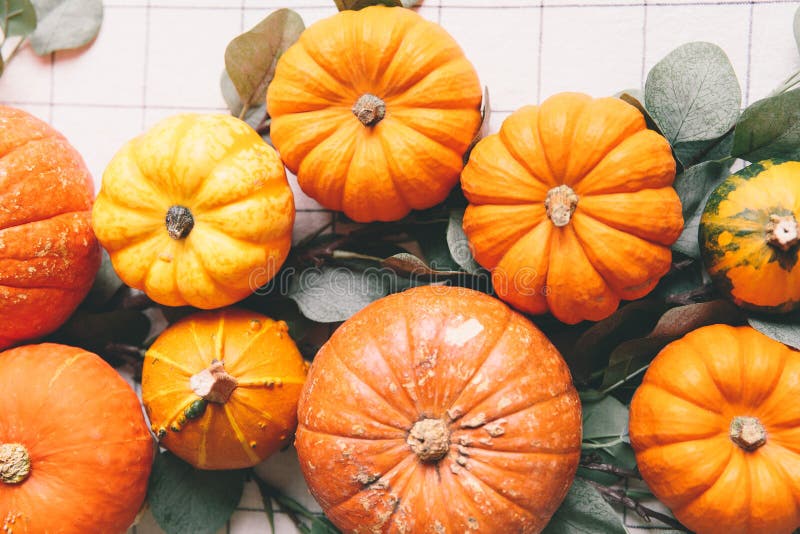 Orange pumpkins on white table in cafe royalty free stock images Orange pumpkins on white table in cafe royalty free stock images