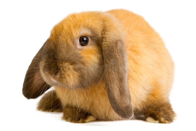 Orange rabbit stock image. Image of background, huddle 42532735