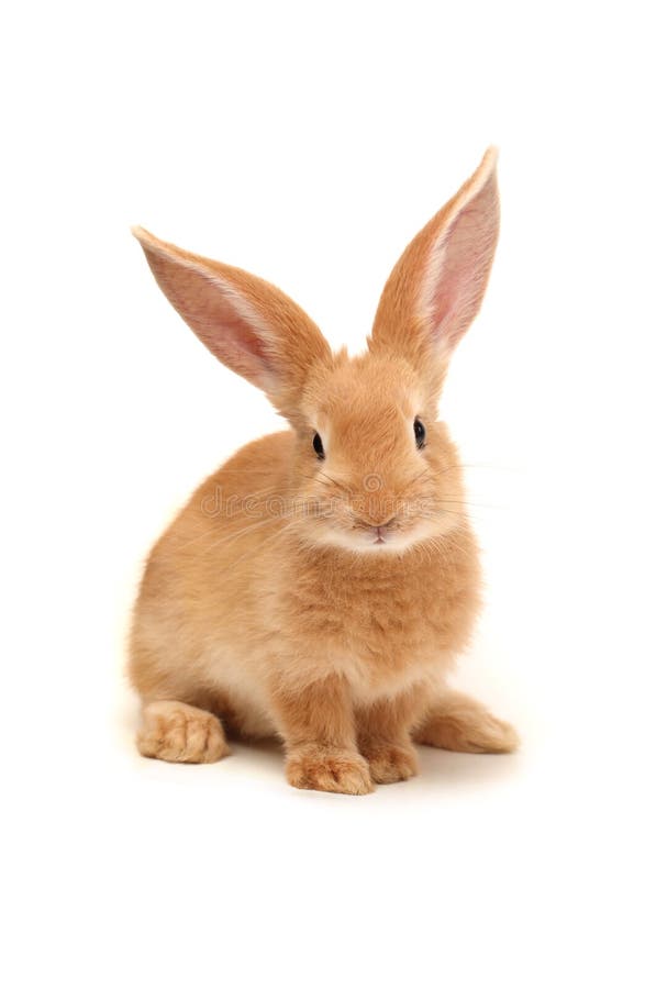 Un nino de naranja conejo en blanco.