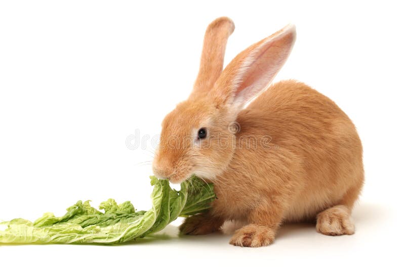 Orange rabbit stock photo. Image of domestic, grey, cuddly 34382612