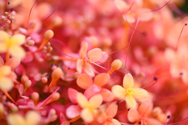 Orange red Ashoka tree flower blooming