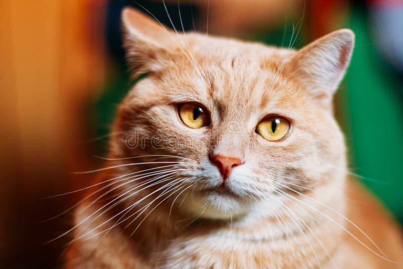 Orange Red Cat Male Kitten Close Up Portrait