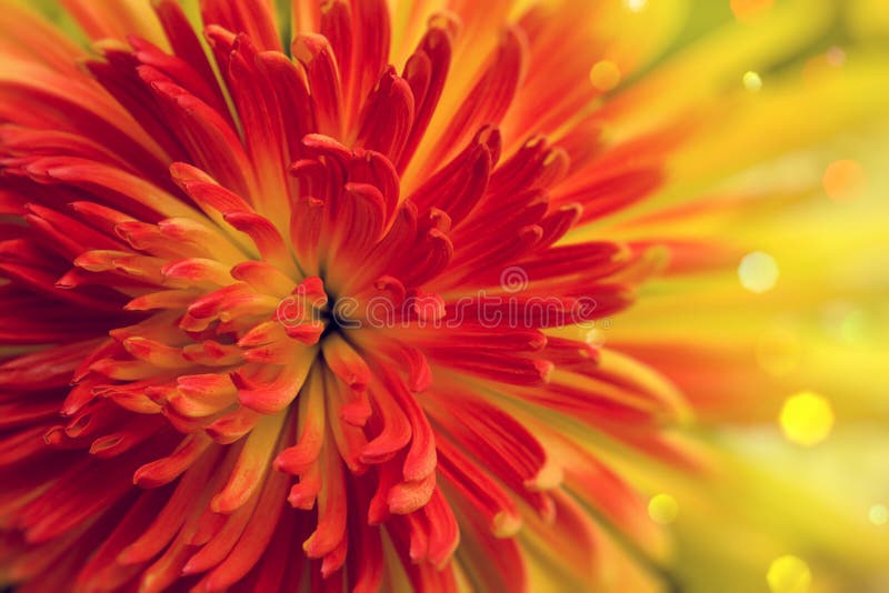 Orangered flower stock image. Image of bright, autumn 26675797