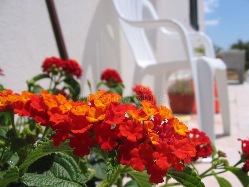 Orange red flowers stock photo. Image of flowers, flower 428136