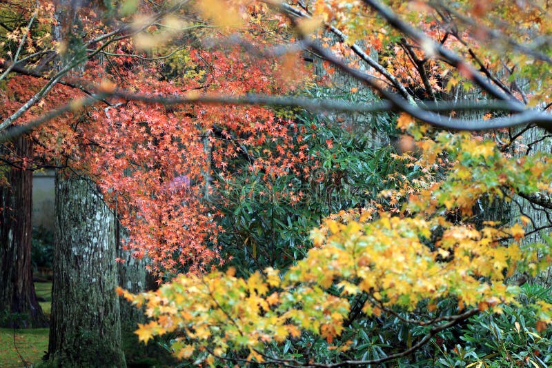 Orange and red Japanese Maple Leaf on the tree after rain and out focus Green and yellow Japanese Maple Leaf in the garden.