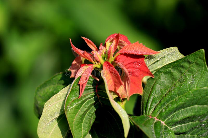 Orange red leaf with water drops in a green background. stock photo Orange red leaf with water drops in a green background. stock photo