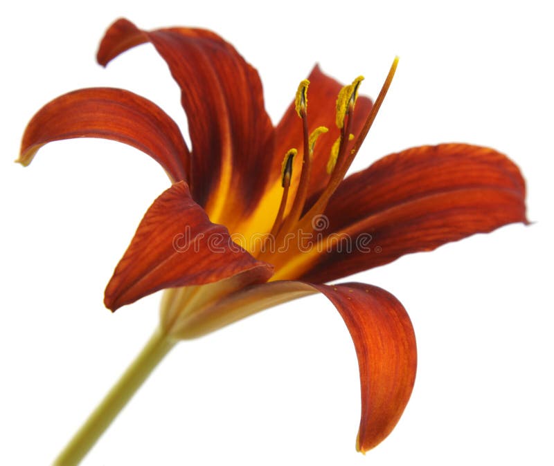 Orange Red Lily on White