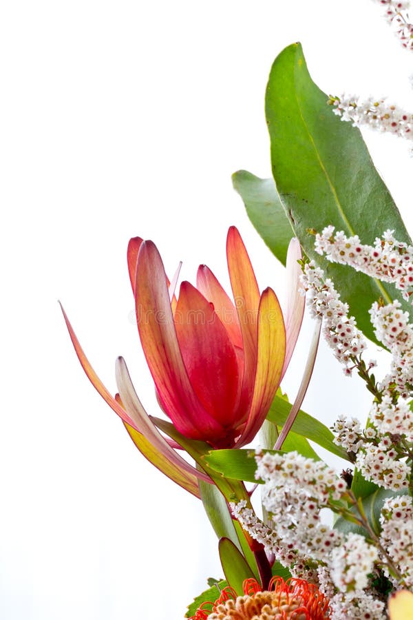 Orange red protea flower against white background with small white flowers